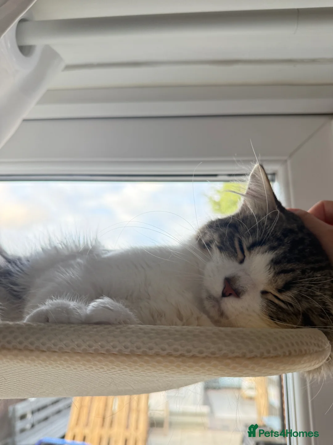 British Longhair cats for sale: Rehoming for Longhair Male Cat  - Advert 2