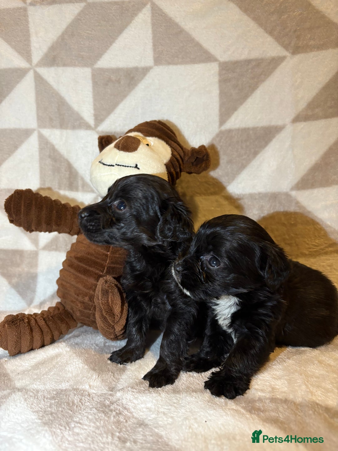 Cockapoo dogs for sale: Stunning cockapoo puppies  - Advert 7