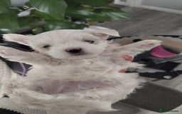 Maltese dogs for sale: Maltese 1 boys - Image 3