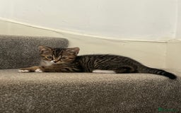 Mixed Breed cats for sale: British Short Hair Blue Cross Kittens For Sale!!!! - Image 1