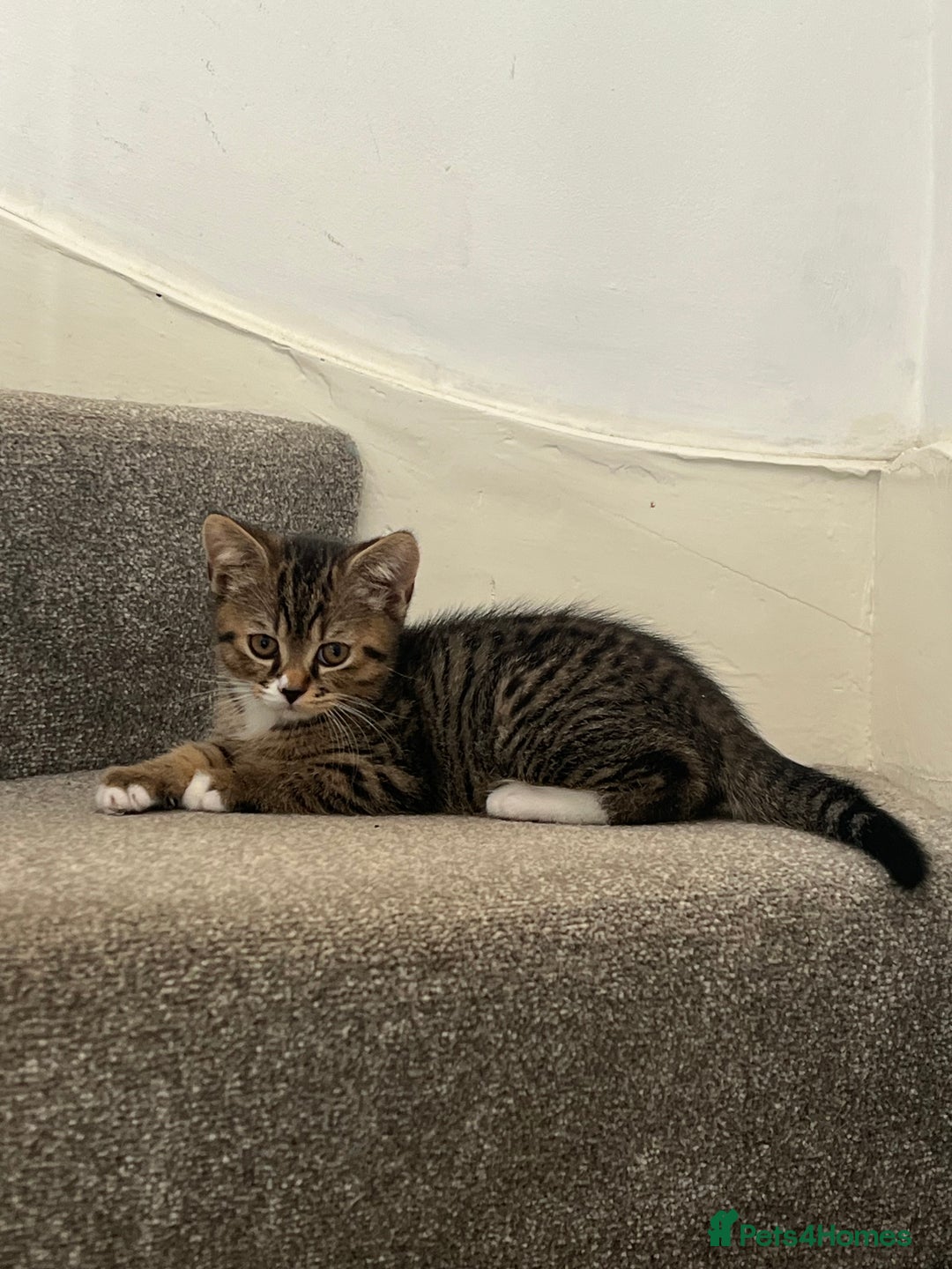 Mixed Breed cats for sale: British Short Hair Blue Cross Kittens For Sale!!!! - Image 1
