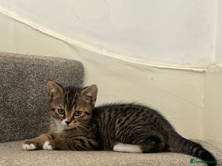 Mixed Breed cats - Advert 16