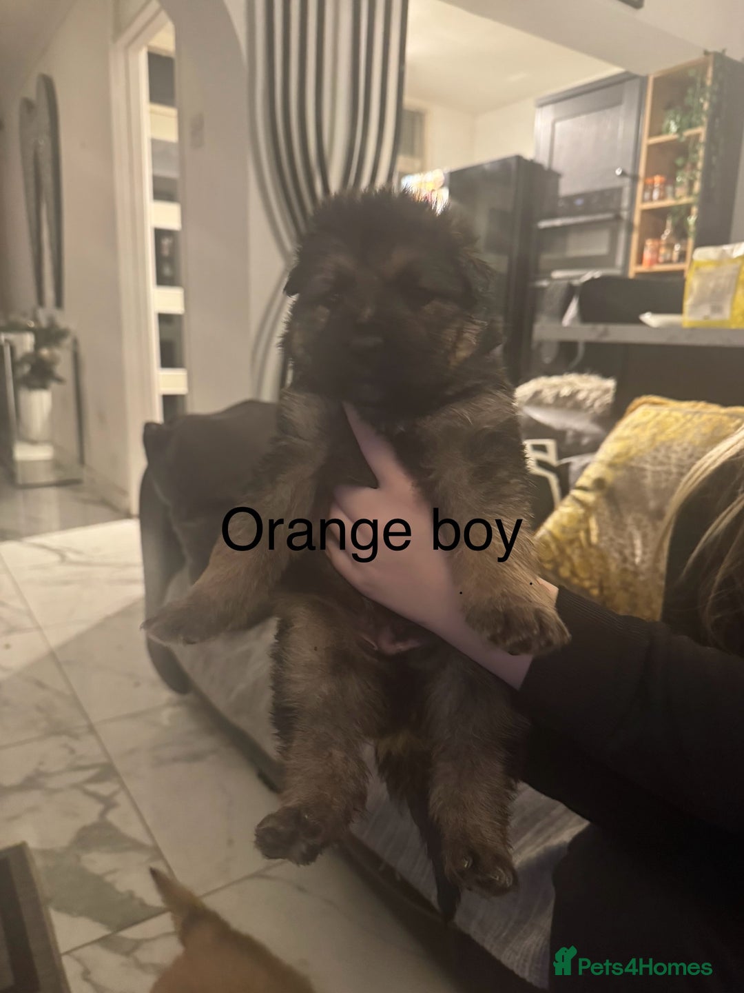 German Shepherd dogs for sale: Long haired German shepherd puppies  - Advert 14