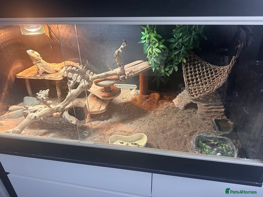 Bearded Dragon reptiles for sale: Bearded dragon  - Advert 2