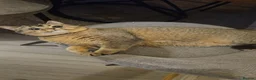 British Shorthair cats for sale: ✨🐾 ✨ GOLDEN SHIMMER BRITISH SHORTHAIR KITTENS ✨  - Advert 2