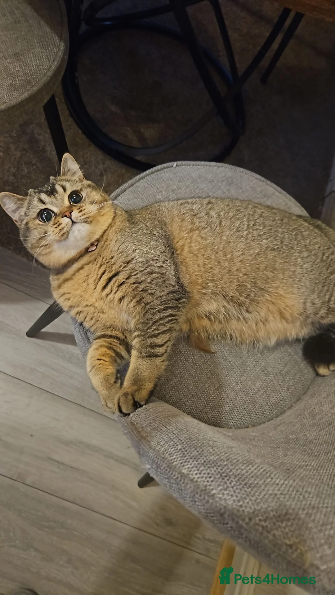 British Shorthair cats for sale: ✨🐾 ✨ GOLDEN SHIMMER BRITISH SHORTHAIR KITTENS ✨  - Advert 2