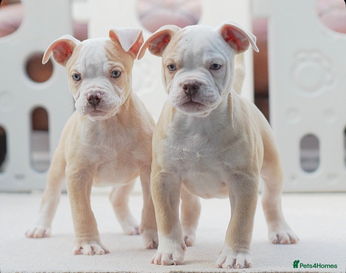 Old Tyme Bulldog dogs Trusted breeder of 24 years  - Advert 5