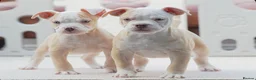 Old Tyme Bulldog dogs for sale: Trusted breeder of 24 years  - Advert 1