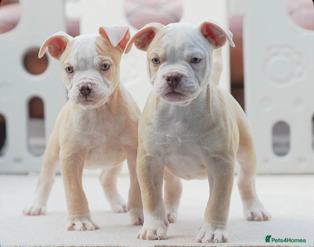 Old Tyme Bulldog dogs for sale: Trusted breeder of 24 years  - Advert 1