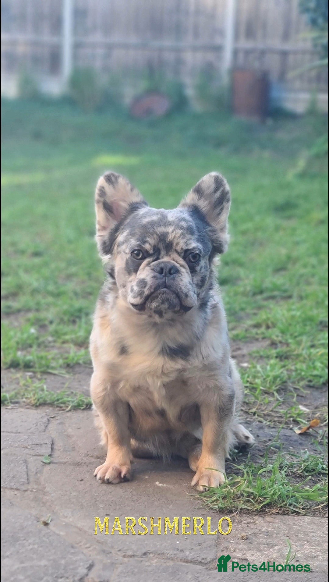 French Bulldog dogs 🍬 Marshmerlo – Rare Fluffy Frenchie Stud ✨ - Advert 14