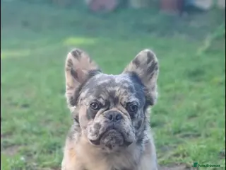 French Bulldog dogs 🍬 Marshmerlo – Rare Fluffy Frenchie Stud ✨ - Advert 17