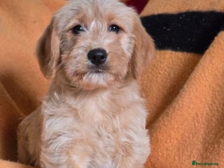 Labradoodle dogs F1 MINI LABRADOODLES ready to leave 3rd dec - Advert 2
