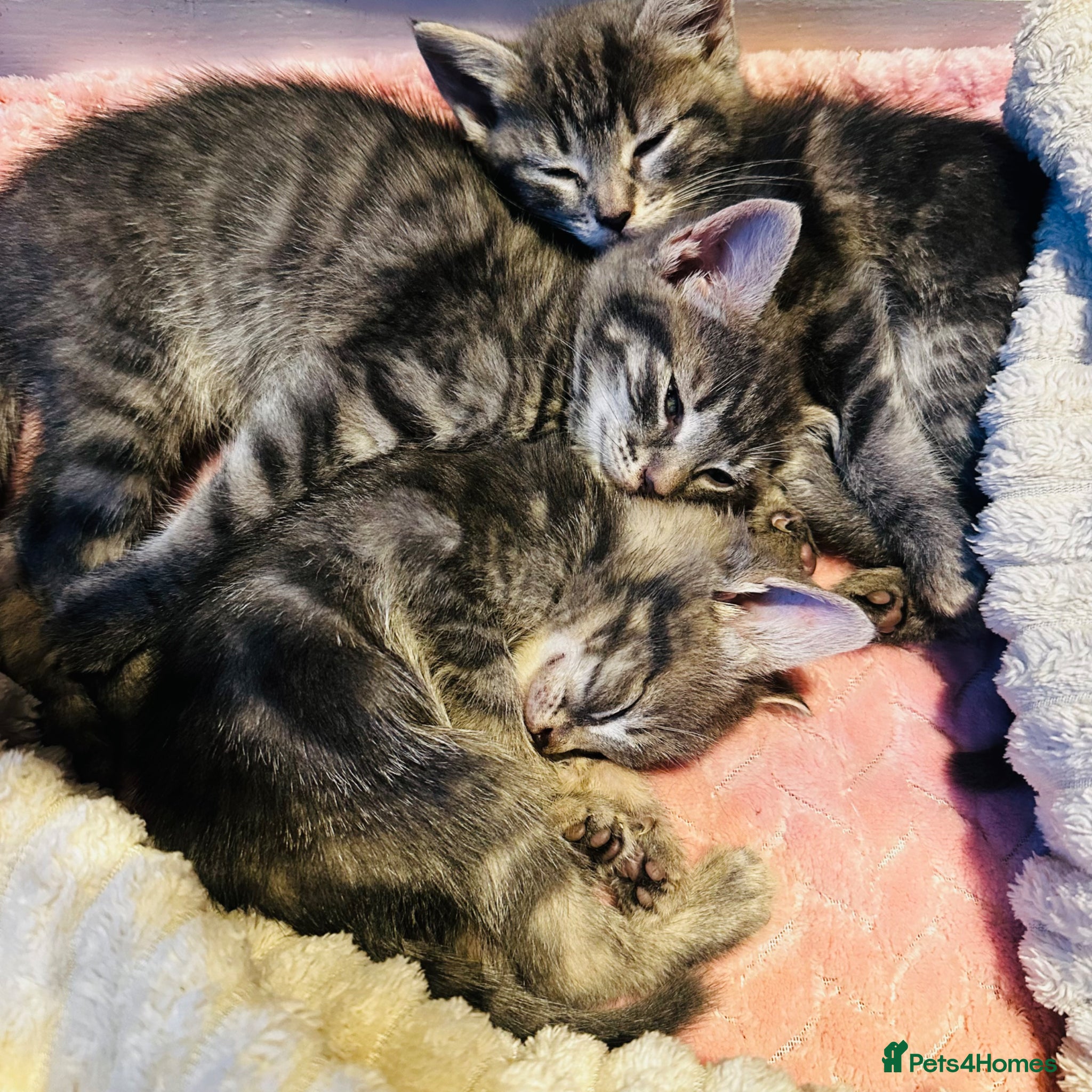 Mixed Breed cats for sale: Lovely kittens  in Hounslow - Advert 5