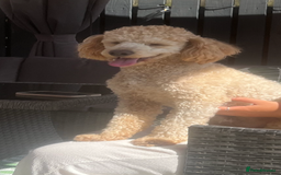 Poodle dogs for stud: Beautiful Poodle Stud - Image 4