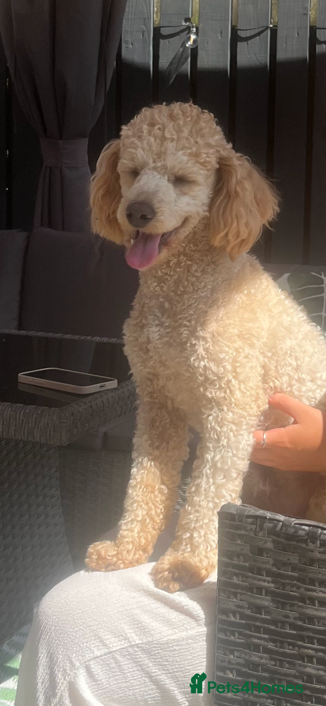 Poodle dogs for stud: Beautiful Poodle Stud - Image 4