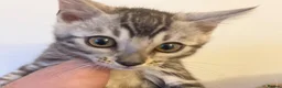 Bengal cats for sale: Rare Silver Grey Bengal TICA Kittens  - Advert 8