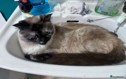 Domestic Shorthair cats for sale: Black Cat and A Torte Siamese RagDoll cat Female  - Advert 8