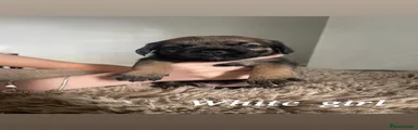 Border Terrier 5