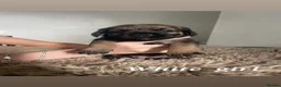 Border Terrier dogs for sale: Kc registered border terrier pups for sale  - Advert 9