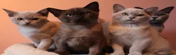 Burmese cats for sale: Beautiful Healthy Burmese  - Advert 2