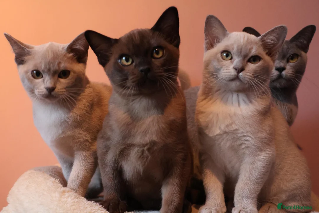 Burmese cats for sale: Beautiful Healthy Burmese  - Advert 2