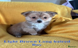 Chihuahua dogs for sale: Beautiful Chihuahua Puppies For Sale - Advert 27