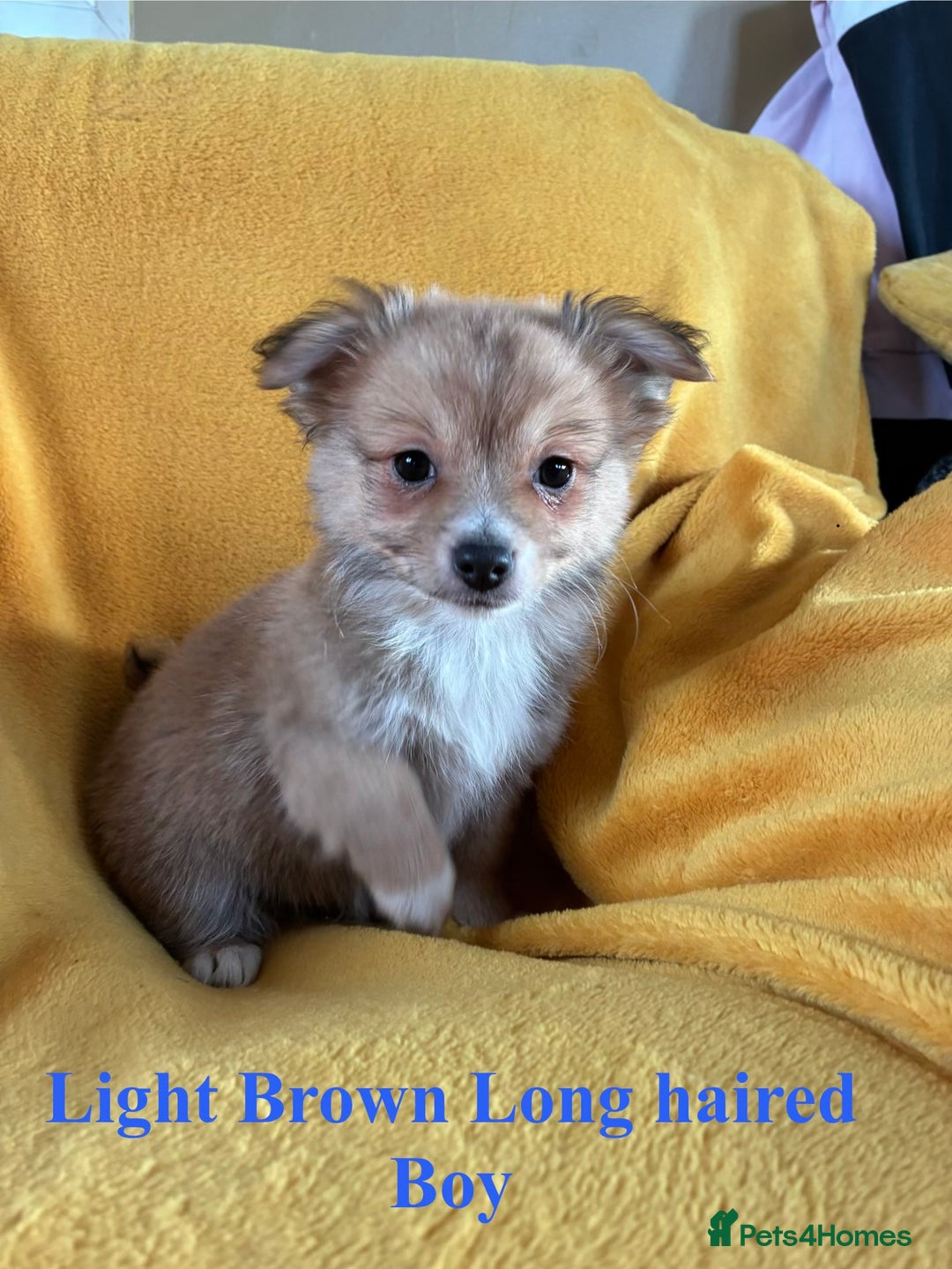 Chihuahua dogs for sale: Beautiful Chihuahua Puppies For Sale - Advert 27