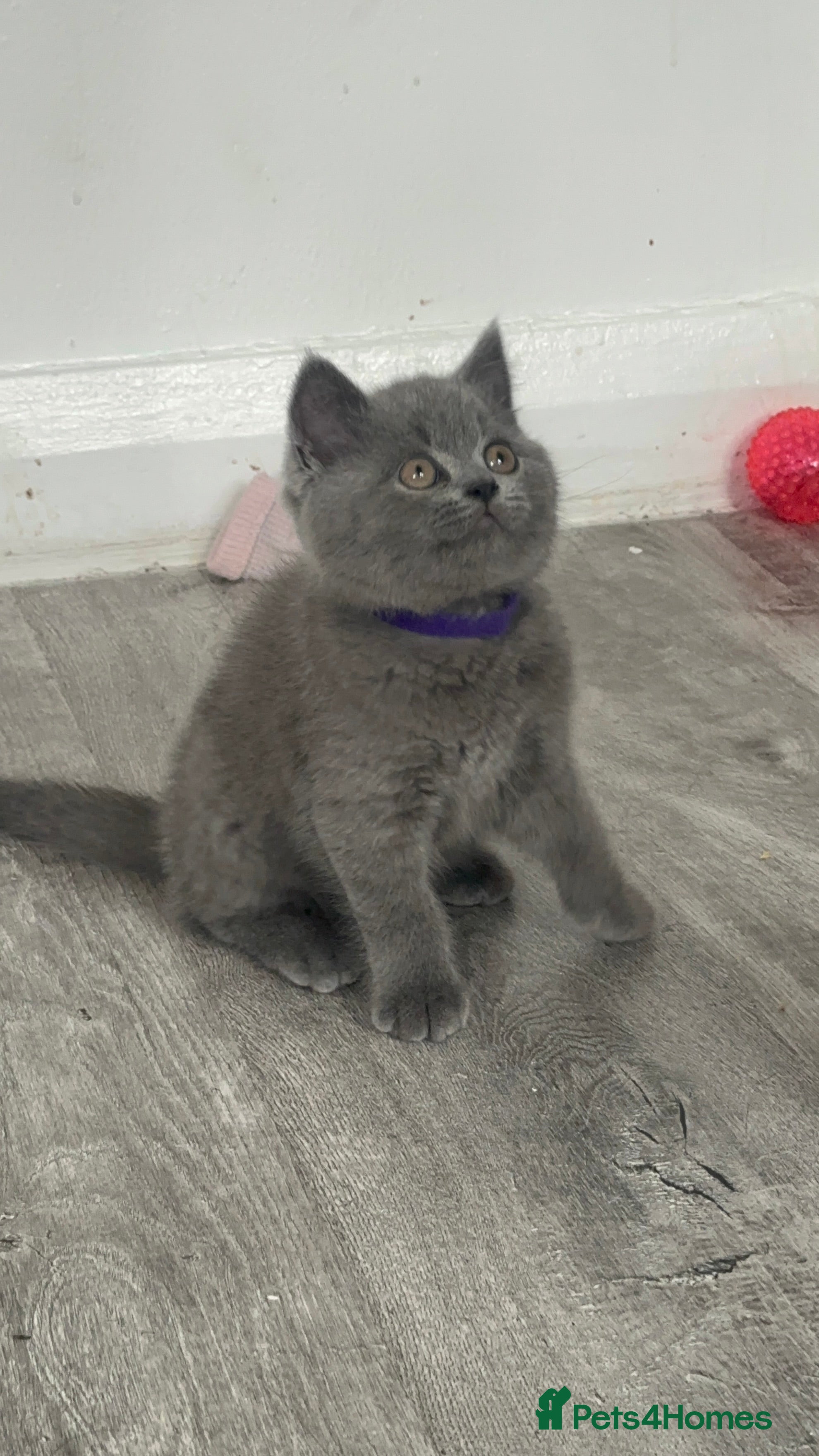 British Shorthair cats  pure petgree Blue British Shorthairs  - Advert 12