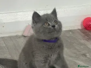 British Shorthair cats pure petgree Blue British Shorthairs - Advert 8