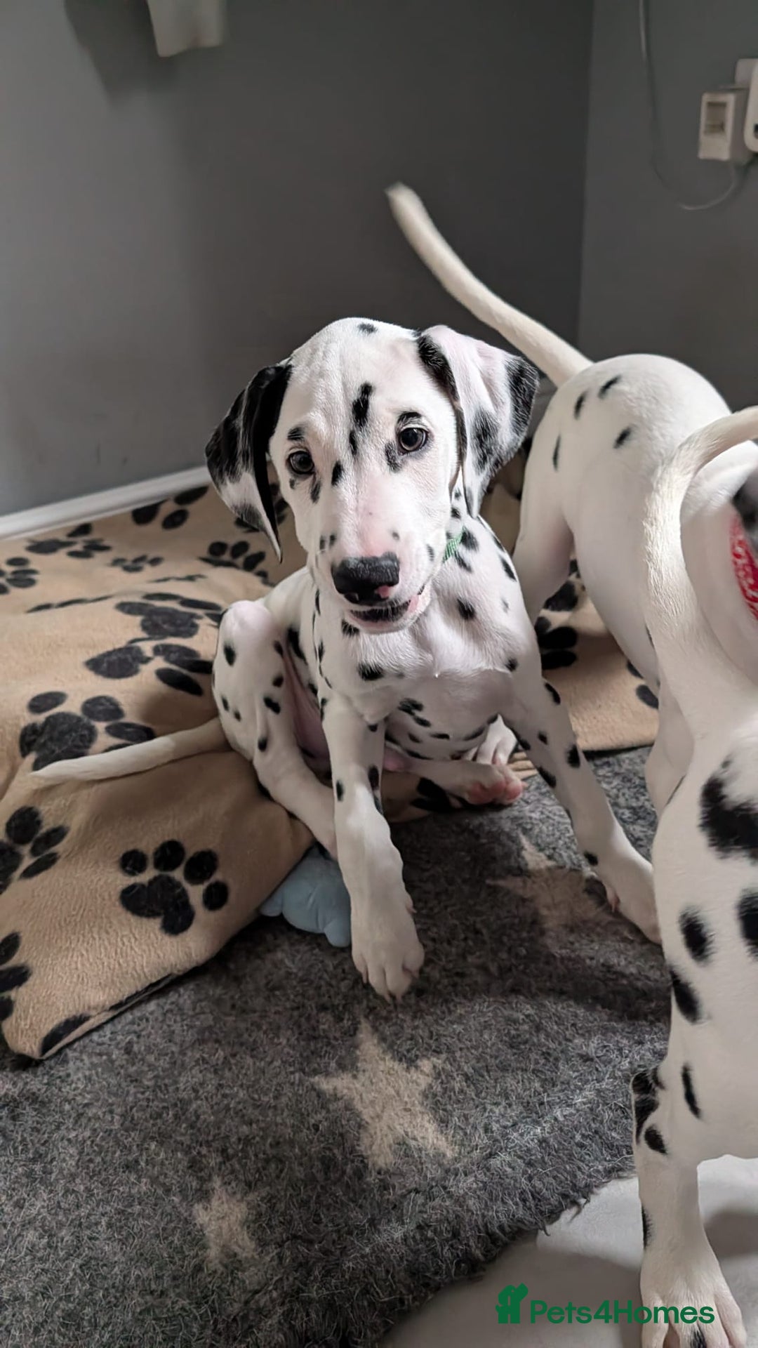 Dalmatian dogs for sale: Dalmatian puppies ready advert fully - Advert 17