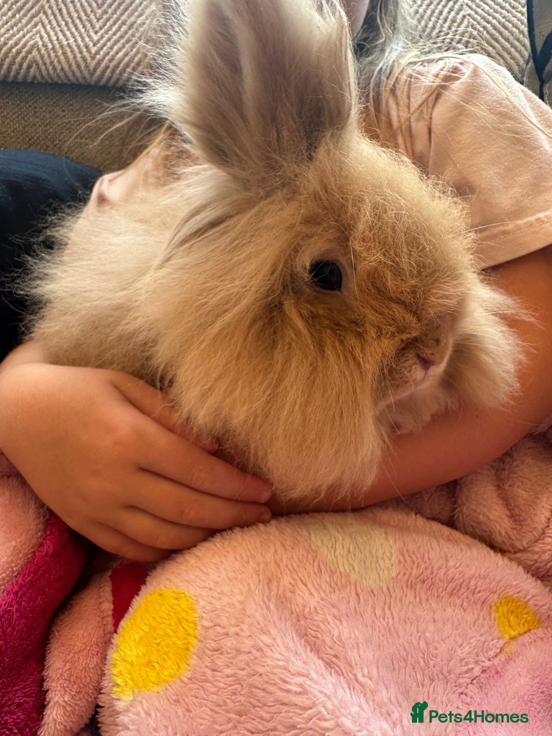 Lionhead rabbits for sale: 2 Year Old Female Lionhead Rabbit ‘Billie’ - Advert 3