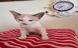 Mixed Breed cats for sale: Kittens 🐯🩷💛 - Image 6