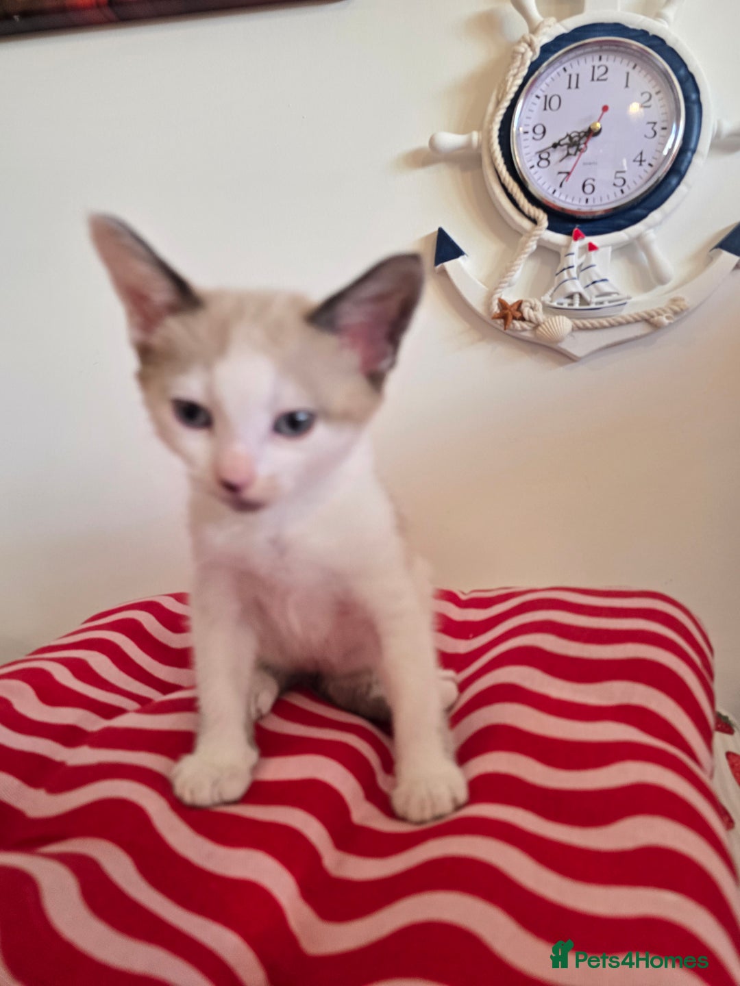Mixed Breed cats for sale: Kittens 🐯🩷💛 - Image 6