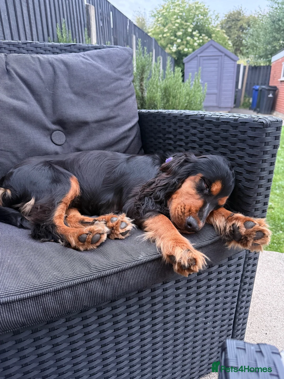 Cocker Spaniel dogs for sale: Mavis is needing a new home in Barnsley - Advert 5