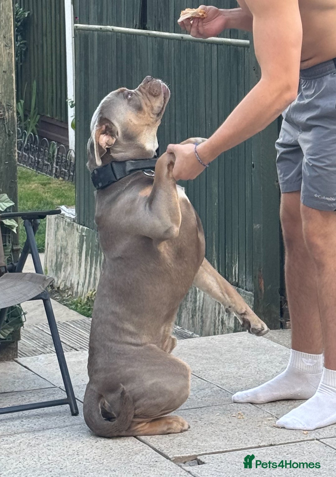 Olde English Bulldogge dogs for sale: Old English in need of a loving home  - Advert 18