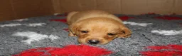 Labrador Retriever dogs for sale: Fox red/golden Labrador - Advert 3