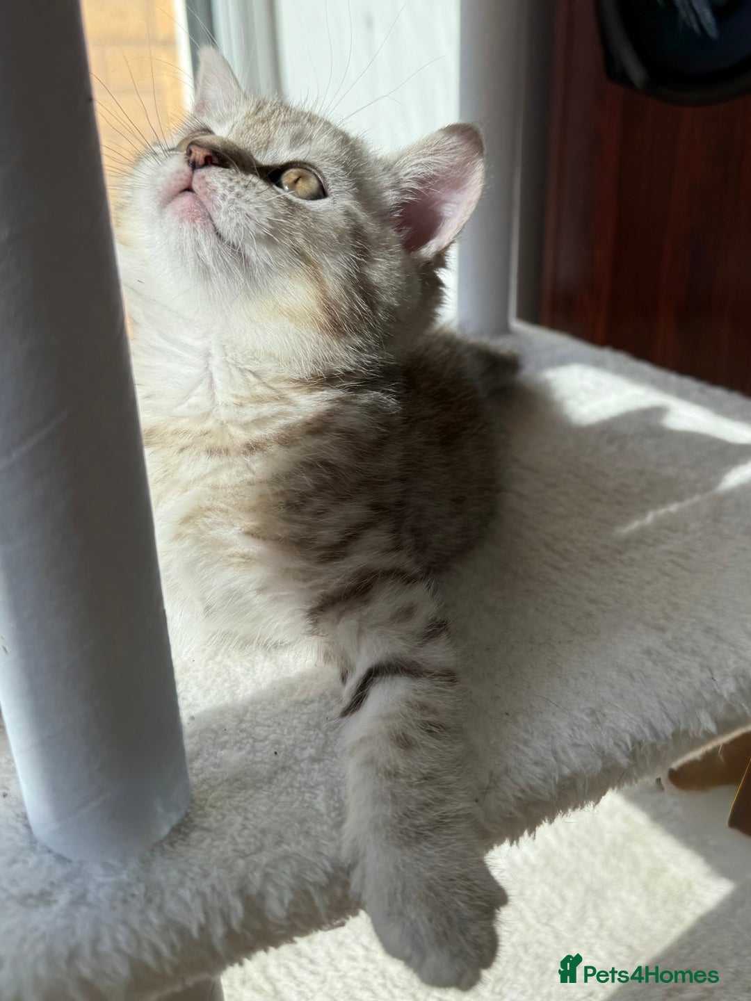 British Shorthair cats for sale: GCCF BSH Chinchilla Rare, Beautiful Kittens - Image 6