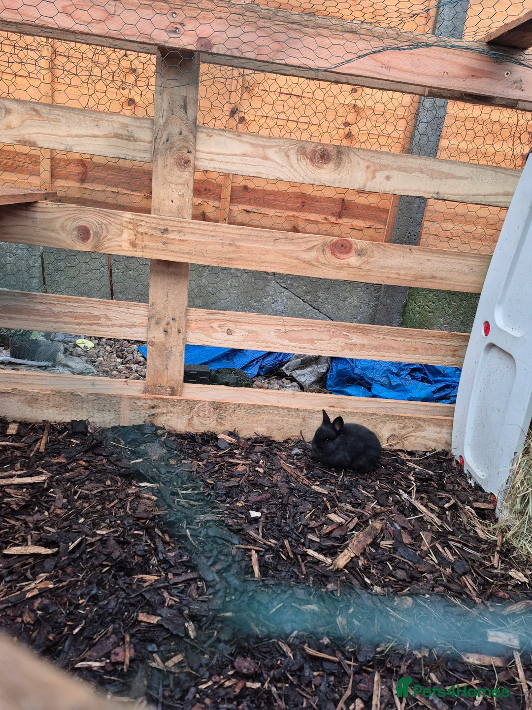 English Lop rabbits for sale: Mixed breed baby rabbit  - Advert 3