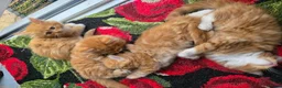 Maine Coon cats for sale: 🐱 Beautiful ginger half maine coon kittens - Advert 9