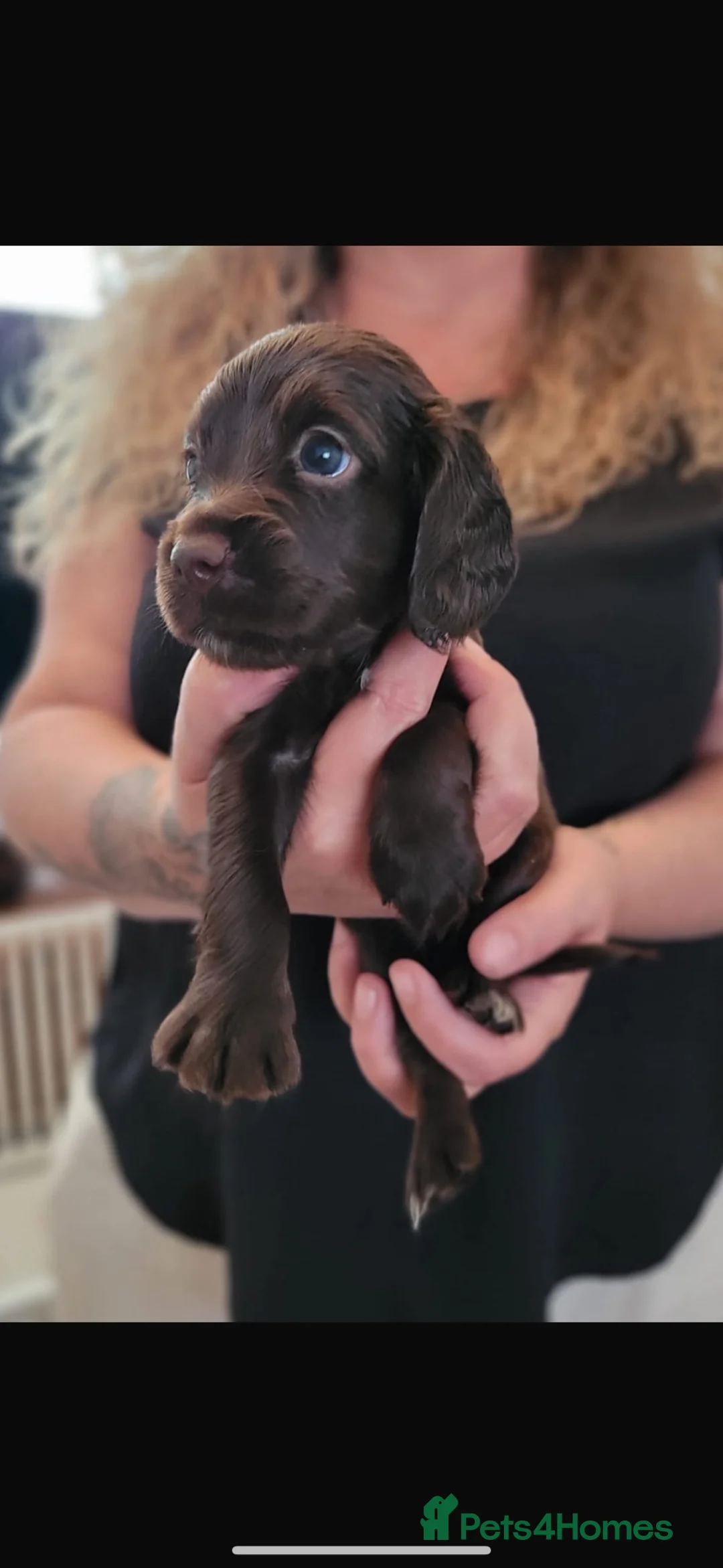 Cocker Spaniel dogs for sale: 7 Gorgeous Puppies. - Advert 2