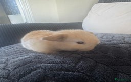 Mini Lop rabbits for sale: Beautiful mini lop rabbits  - Image 11