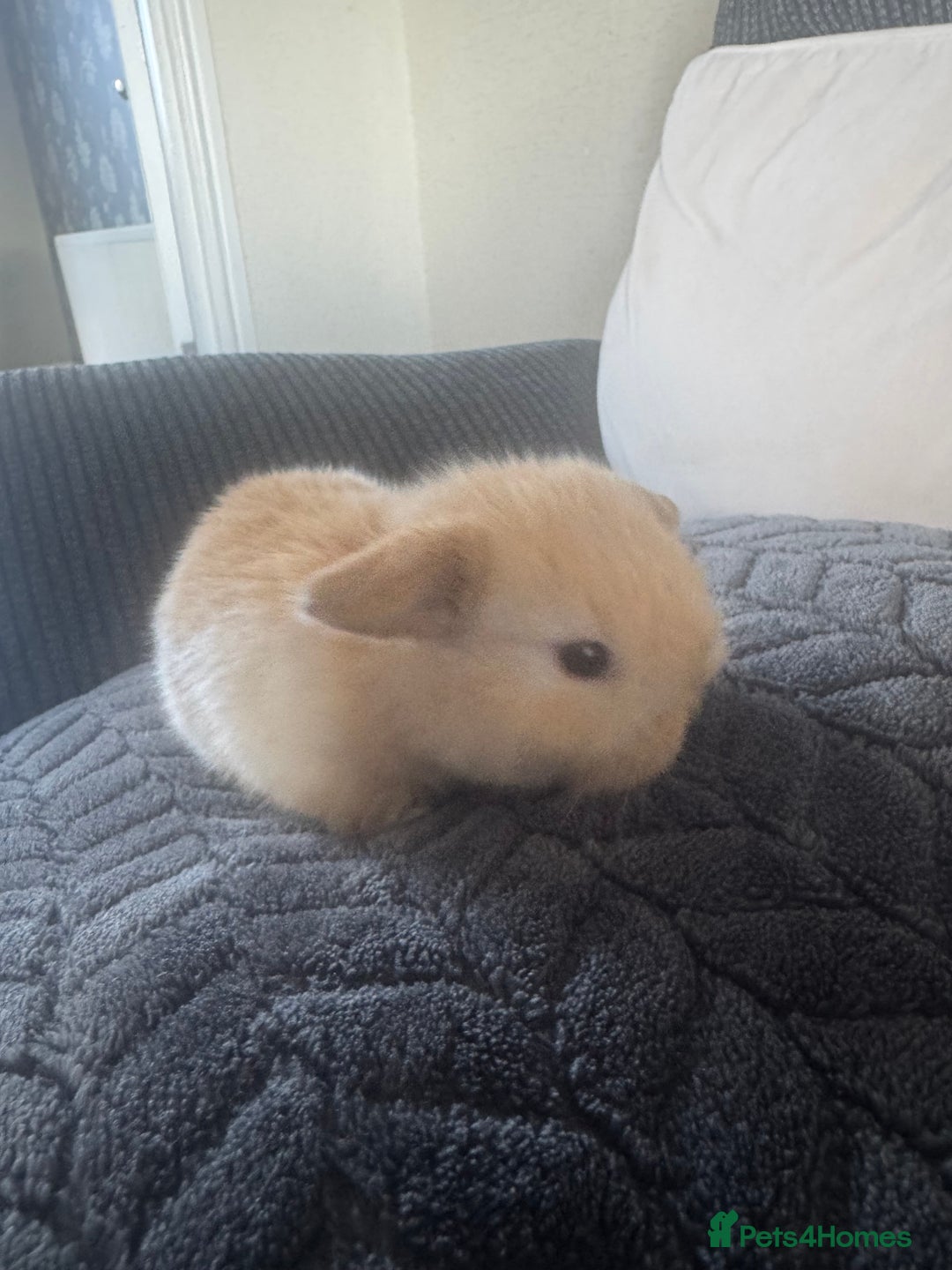 Mini Lop rabbits for sale: Beautiful mini lop rabbits  - Image 11