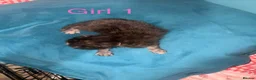 Mixed Breed cats for sale: 4 beautiful kittens for sale  - Advert 3