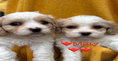 Cavapoochon dogs - Advert 4