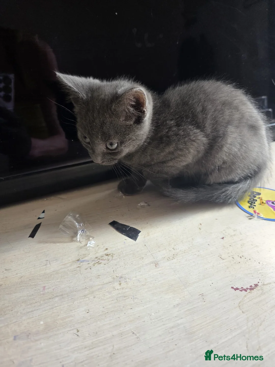Russian Blue cats for sale: Russian blue male kitten 2 months and 2 weeks old  in Birmingham - Advert 8