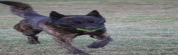 Belgian Shepherd Dog dogs for sale: DH male  - Advert 6