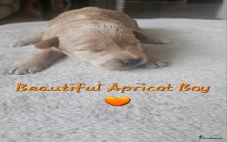 Schnoodle dogs for sale: 5 Adorable Schnoodle Puppies ❤️🩷💚💙🧡 - Image 29