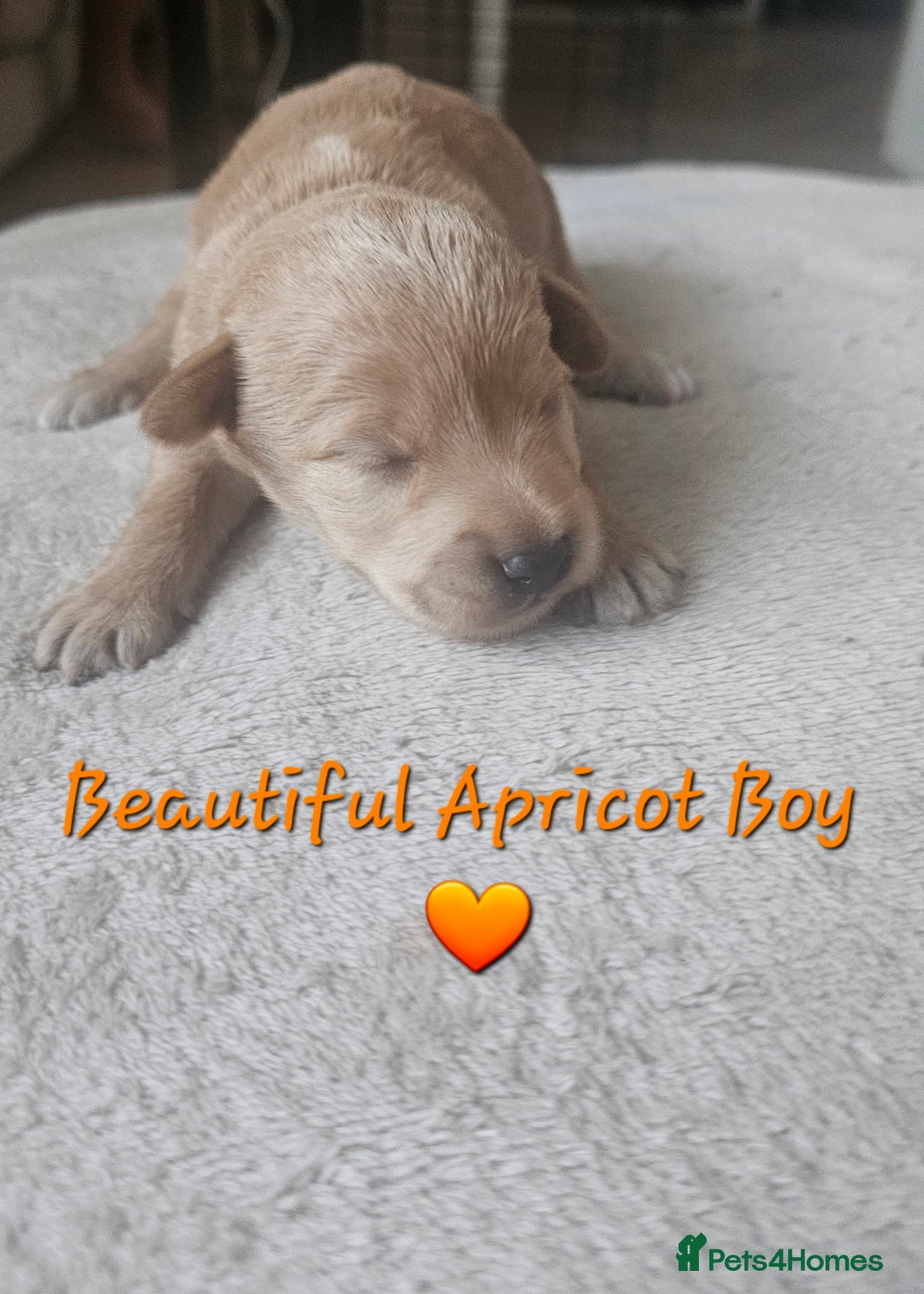 Schnoodle dogs for sale: 5 Adorable Schnoodle Puppies ❤️🩷💚💙🧡 - Image 29