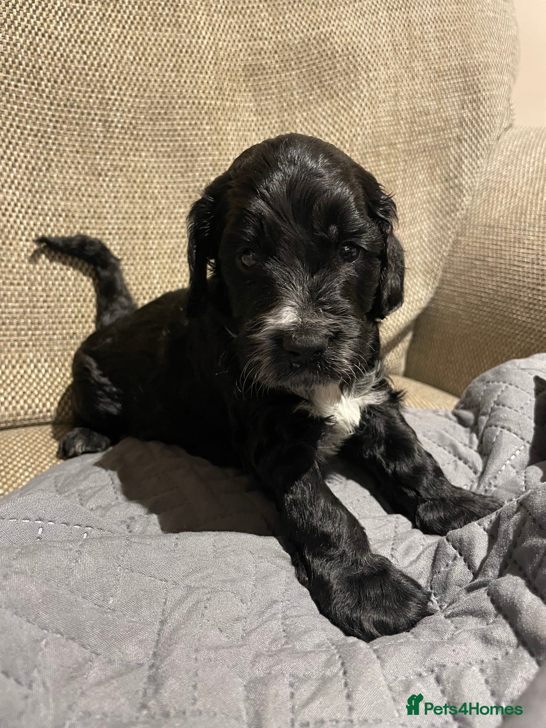 Cockapoo dogs for sale: F1 Cockerpoo pups. KC parents & health tests - Image 7