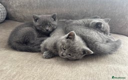 British Shorthair cats for sale: British blue short hair - Image 10